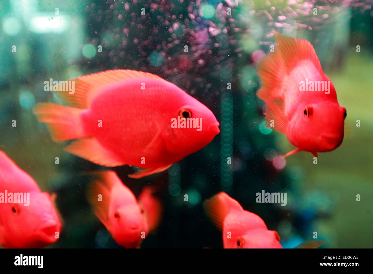 Goldfish (Carassius auratus). veiltails in an aquarium. Stock Photo
