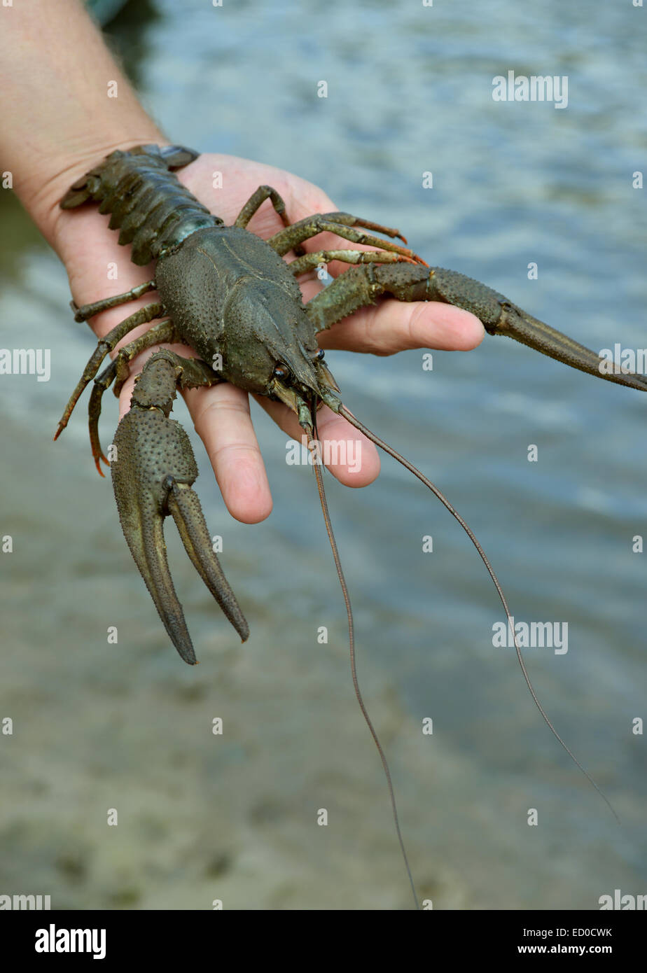 Green crawfish (crayfish) is situated on the palm. Water is in the  background Stock Photo - Alamy