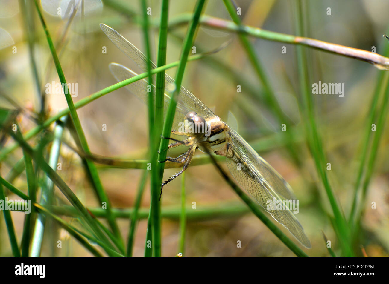 A blue dragonfly resting nearby a lake Stock Photo