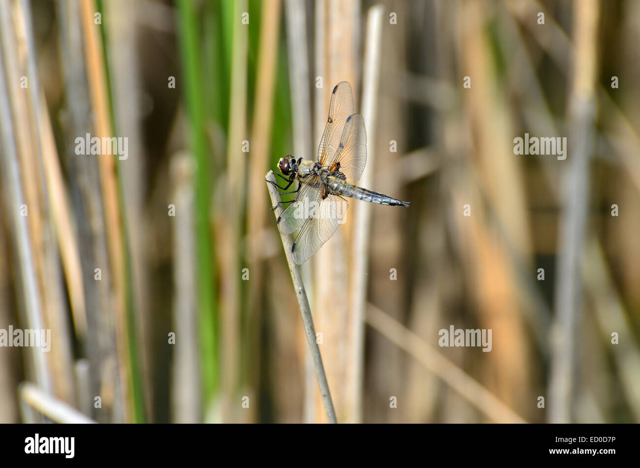 A blue dragonfly resting nearby a lake Stock Photo