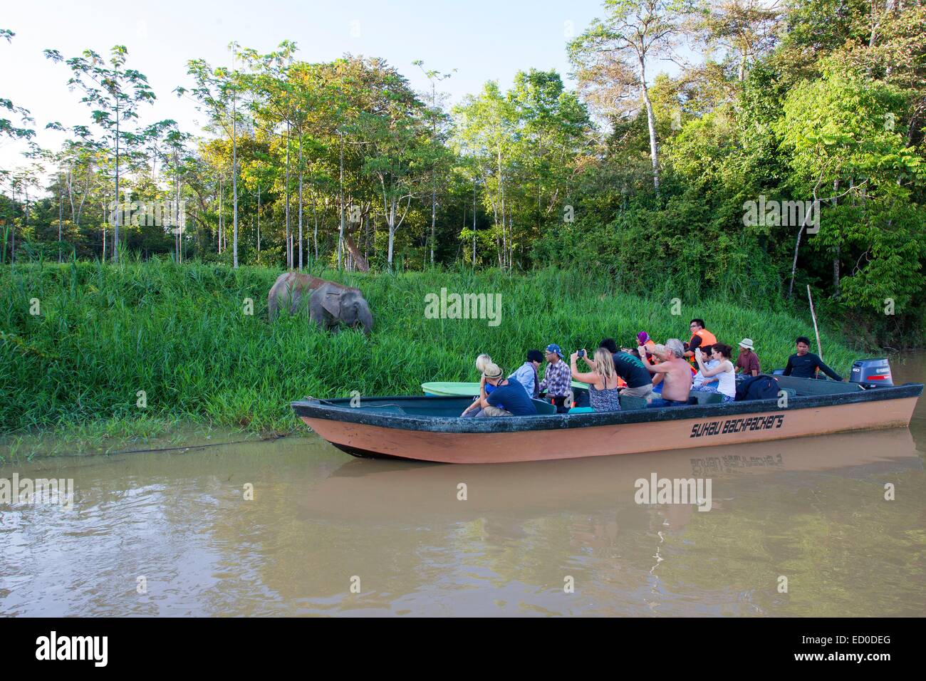 Malaysia Sabah state Kinabatangan river Borneo elephant or Borneo pygmy elephant (Elephas maximus borneensis) subspieces of Stock Photo