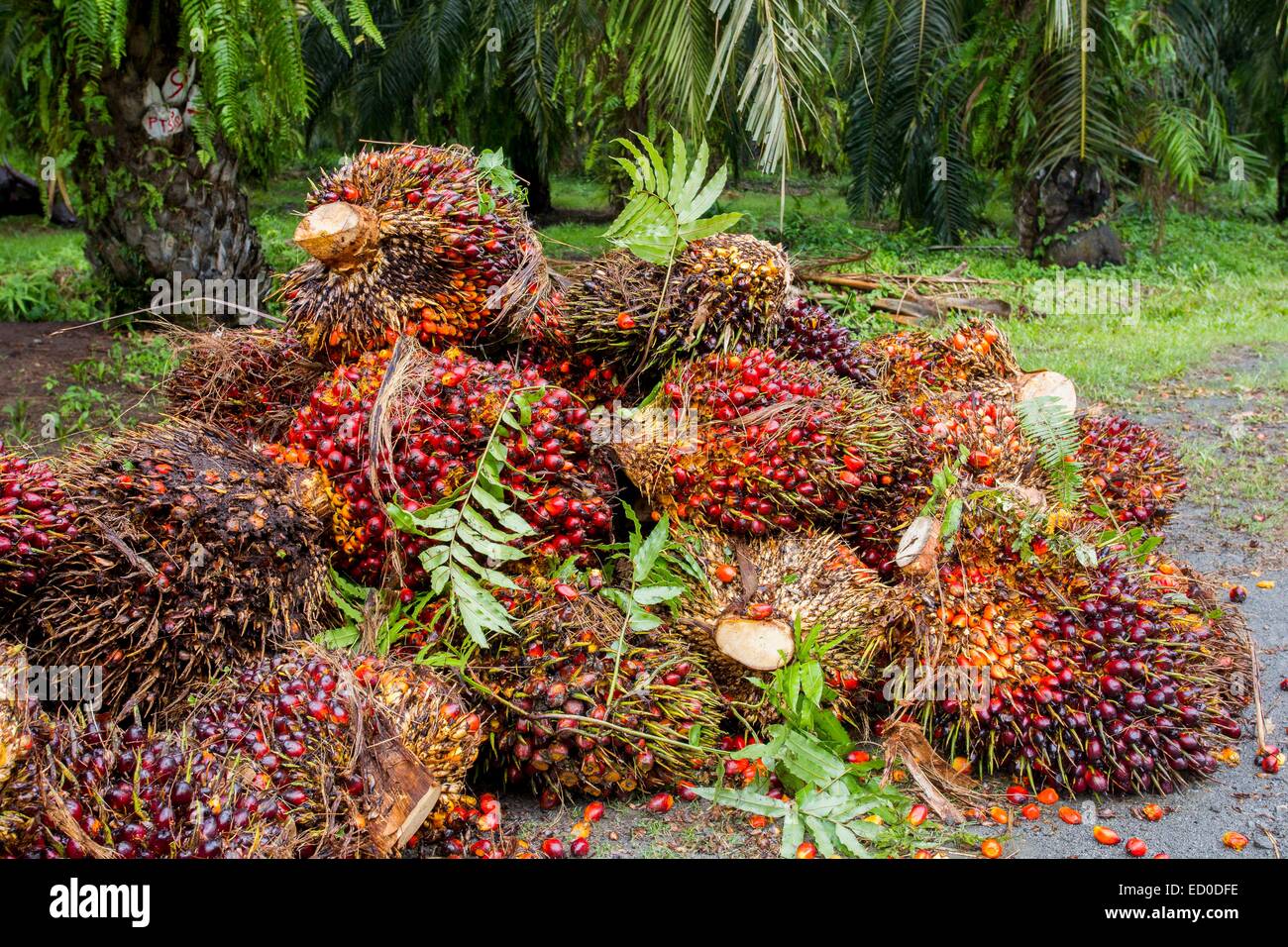 Malaysia, Sabah state, Sukau , Oil palm tree, African oil palm (Elaeis guineensis), fruits Stock Photo