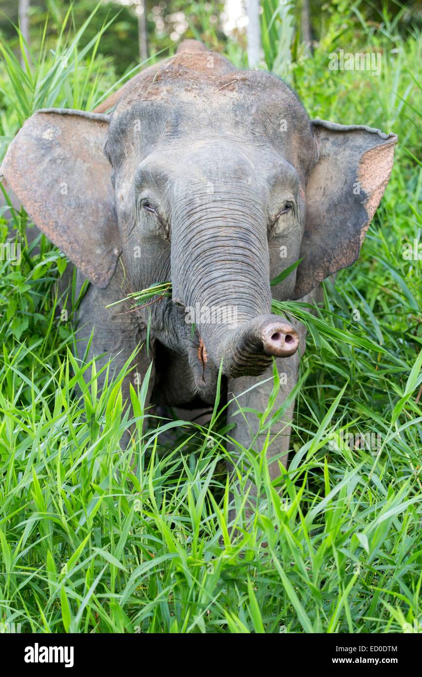 Malaysia Sabah state Kinabatangan river Borneo elephant or Borneo pygmy