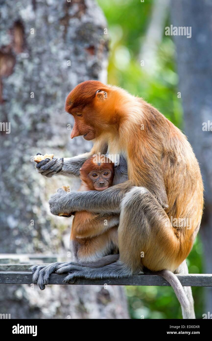 Proboscis monkey young labuk hi-res stock photography and images - Alamy