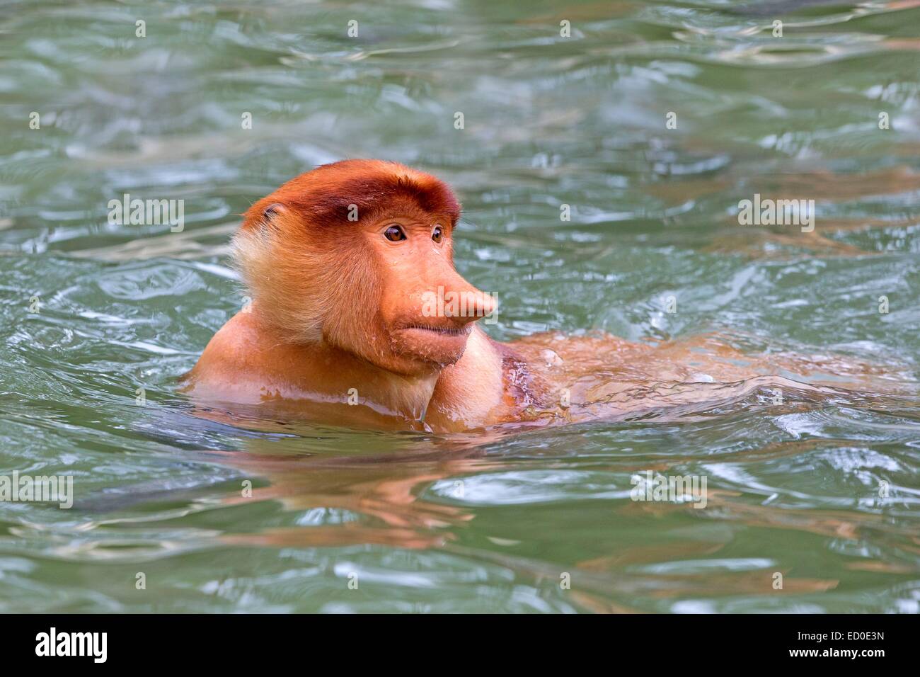 Malaysia, Sabah state, Labuk Bay, Proboscis monkey or long-nosed monkey (Nasalis larvatus), swimming Stock Photo