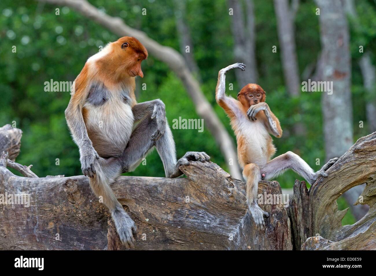 Malaysia, Sabah state, Labuk Bay, Proboscis monkey or long-nosed monkey ...