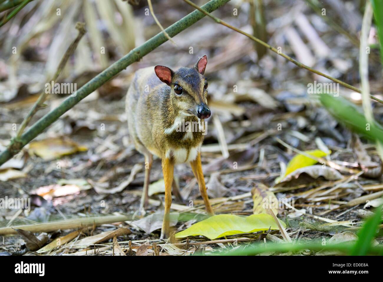 Malaysia, Sabah state, Kota Kinabalu, Lesser mouse-deer or kanchil or lesser Malay chevrotain (Tragulus kanchil) Stock Photo