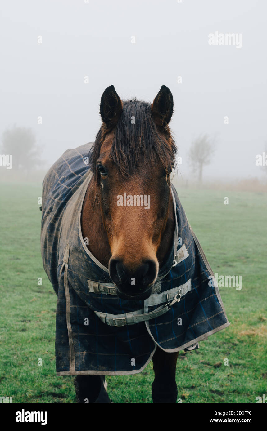 Horse wearing an outdoor horse rug (caparison), Ritthem, Zeeland