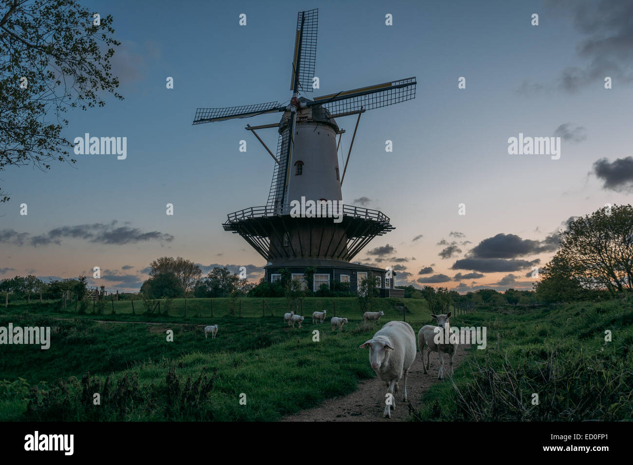 Netherlands, Zeeland, Veere, Windmill and grazing sheep at dusk Stock Photo