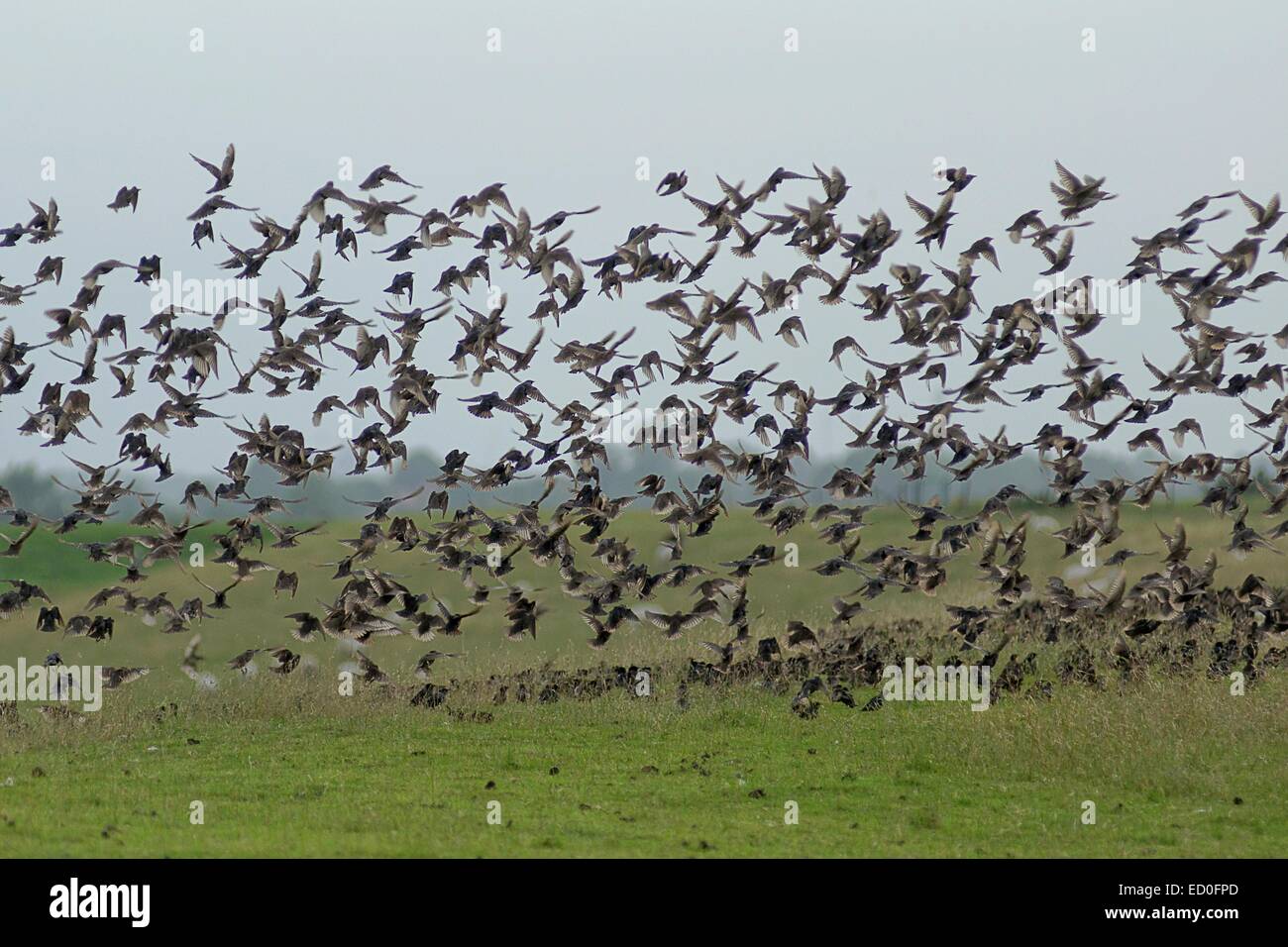 Flock of starlings taking off, Leer, Lower Saxony, Germany Stock Photo