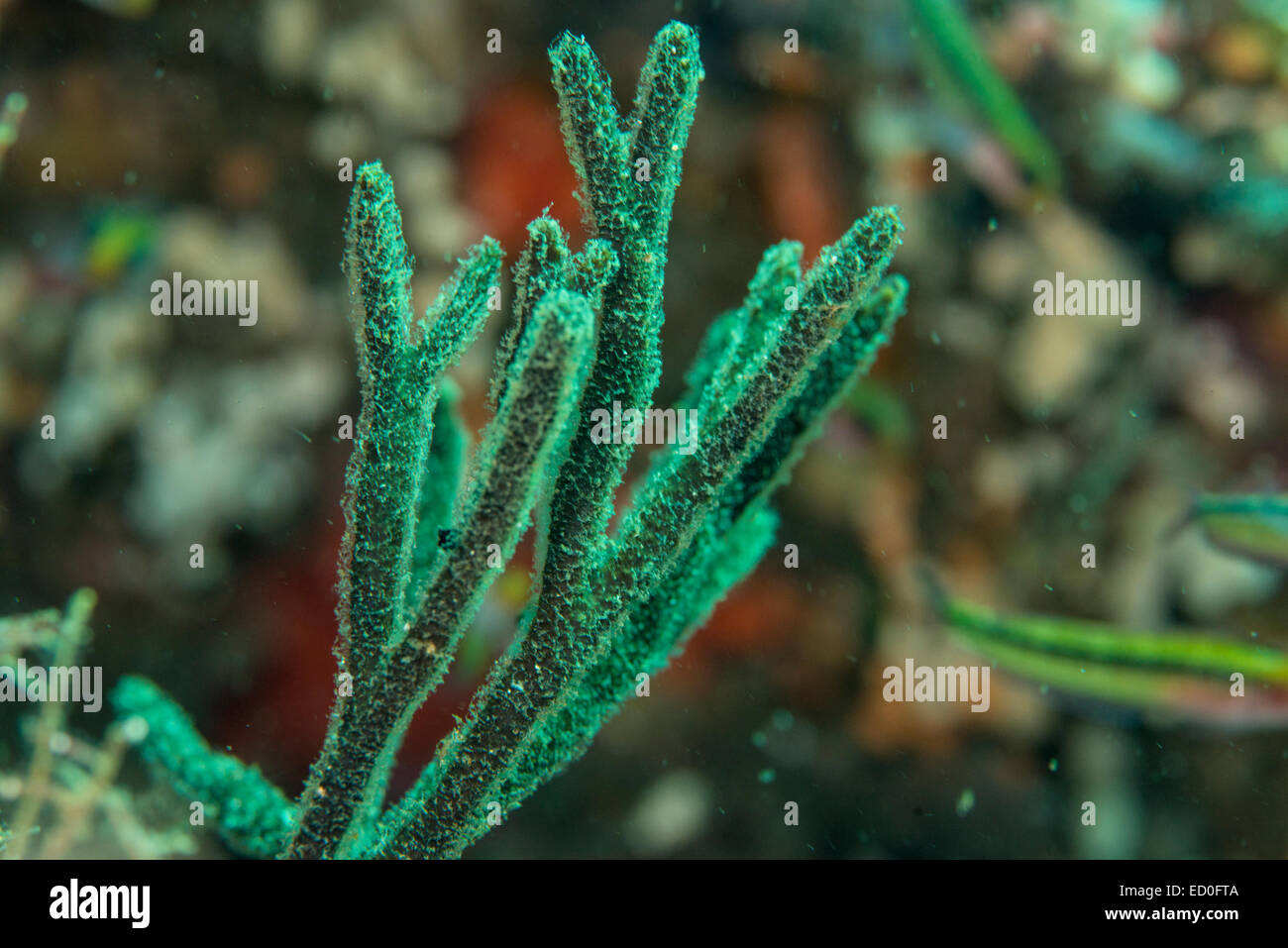Underwater scene, fiordland, New Zealand Stock Photo Alamy