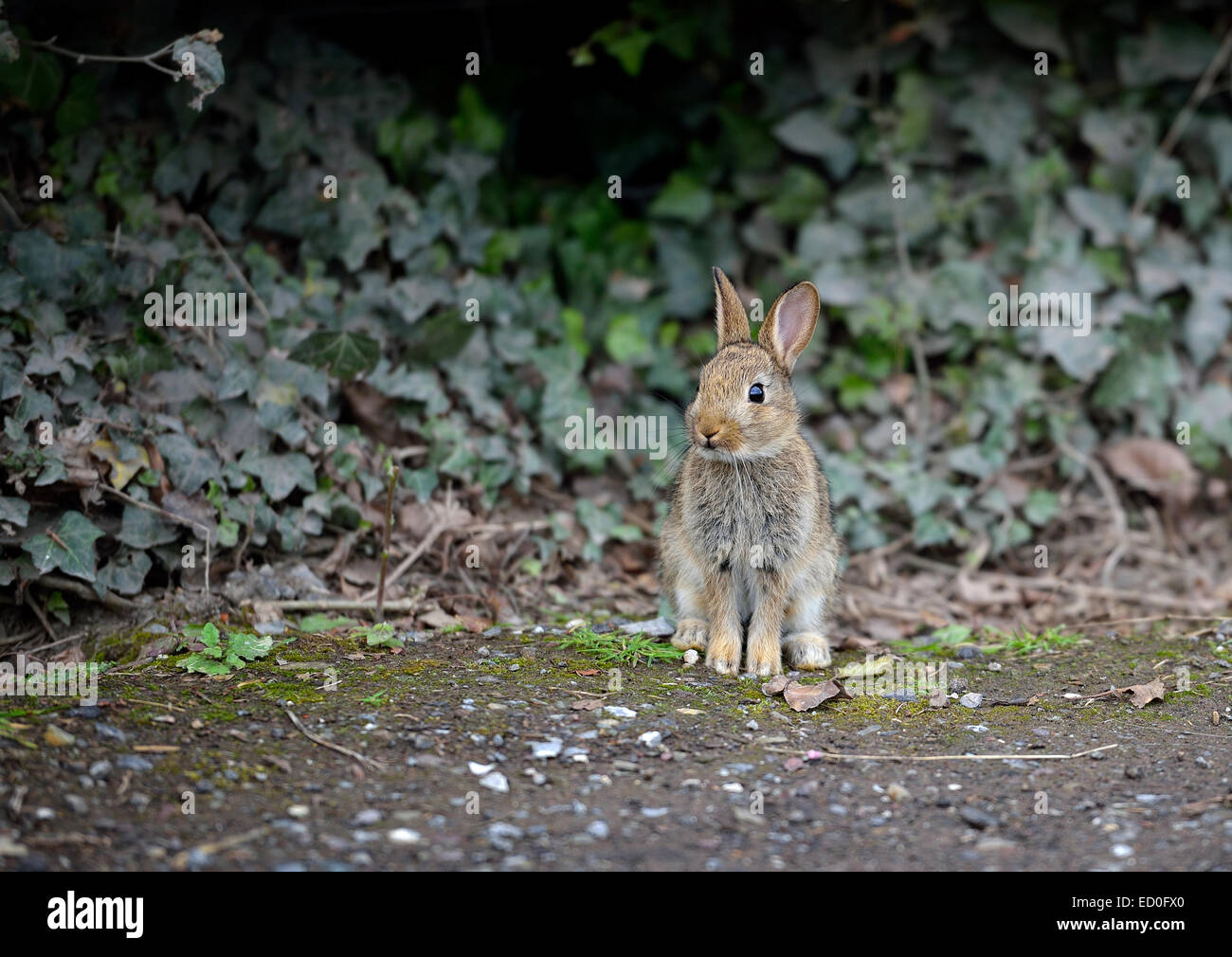 Portrait of a Hare sitting by an ivy hedge Stock Photo