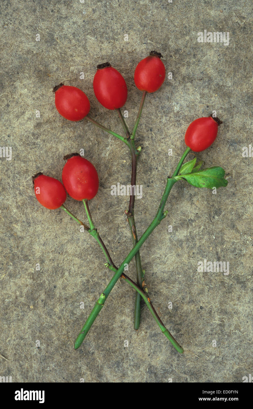 Six waxy red rosehips on three stems of Dog rose or Rosa canina lying ...