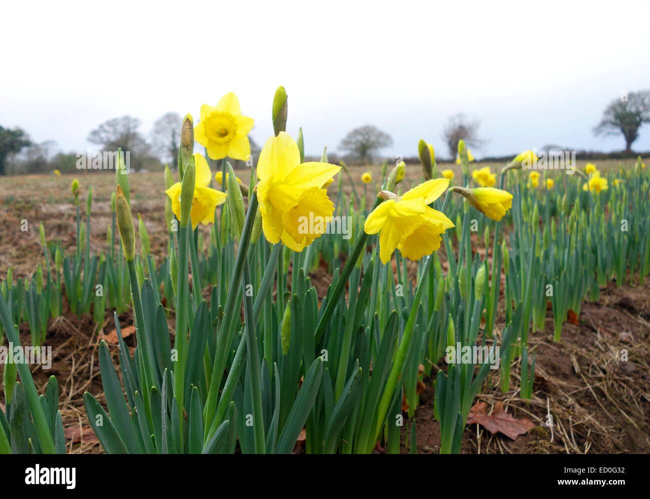 Cornish daffodils hires stock photography and images Alamy