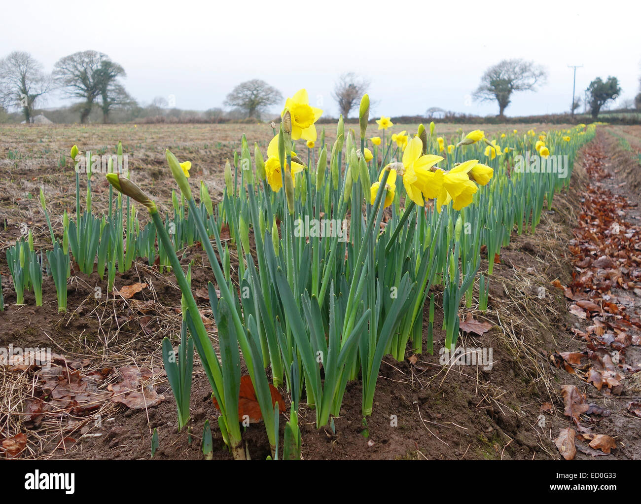 Cornish daffodils hires stock photography and images Alamy