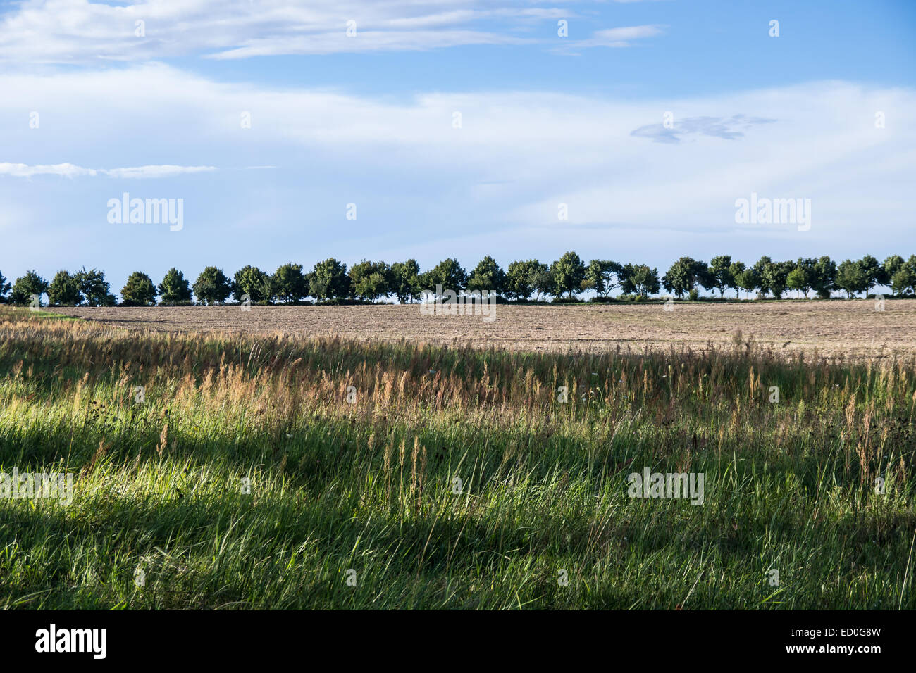 tree line in landscape in summer time Stock Photo
