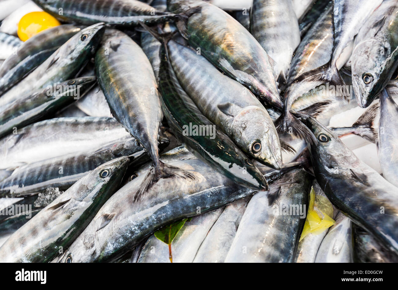 Horse Mackerel fish for sale at a Turkish market street Stock Photo Alamy