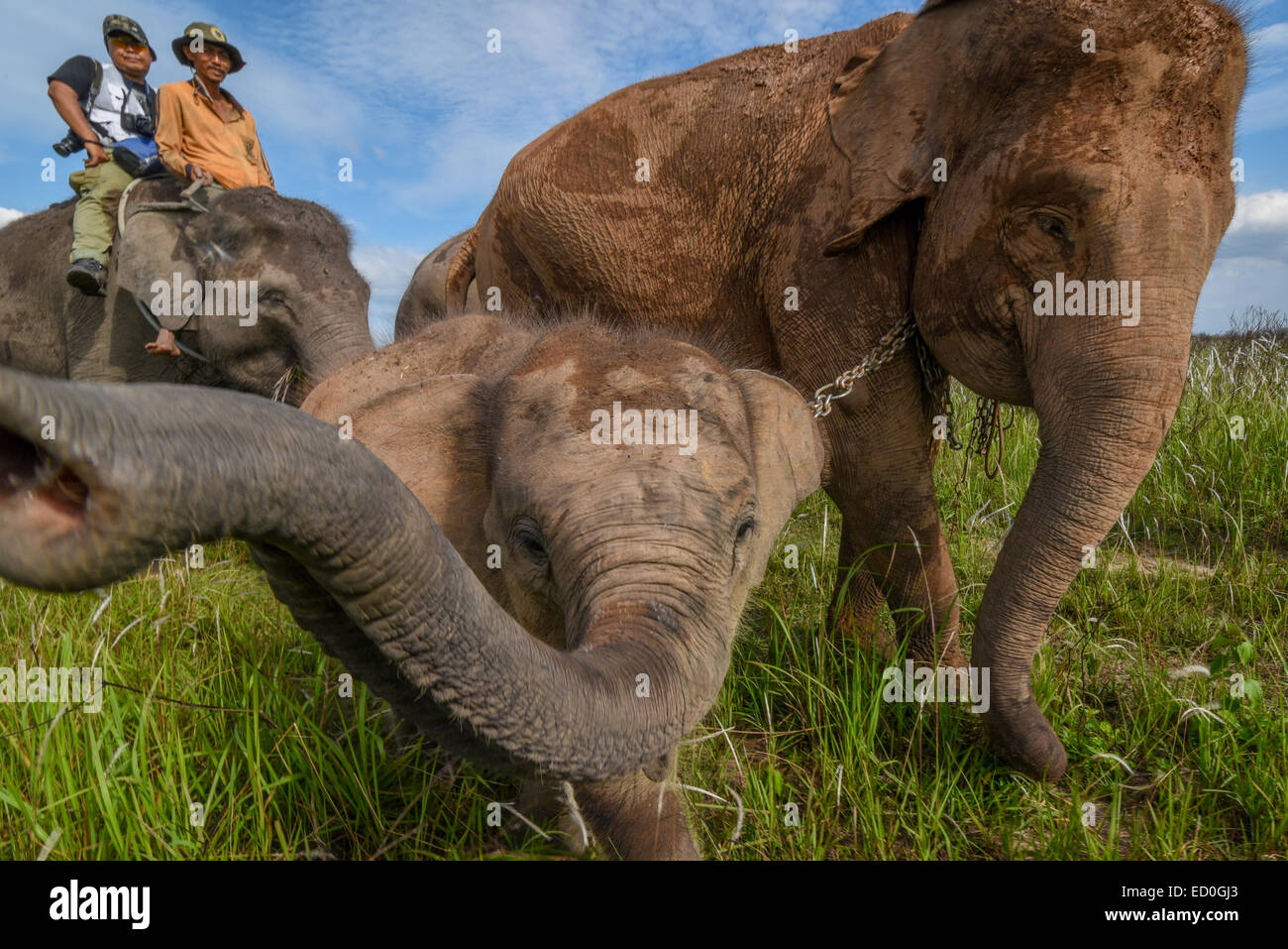 A baby elephant named Amel trying to kiss photographer's lens in Way Kambas National Park, Sumatra, Indonesia. Stock Photo