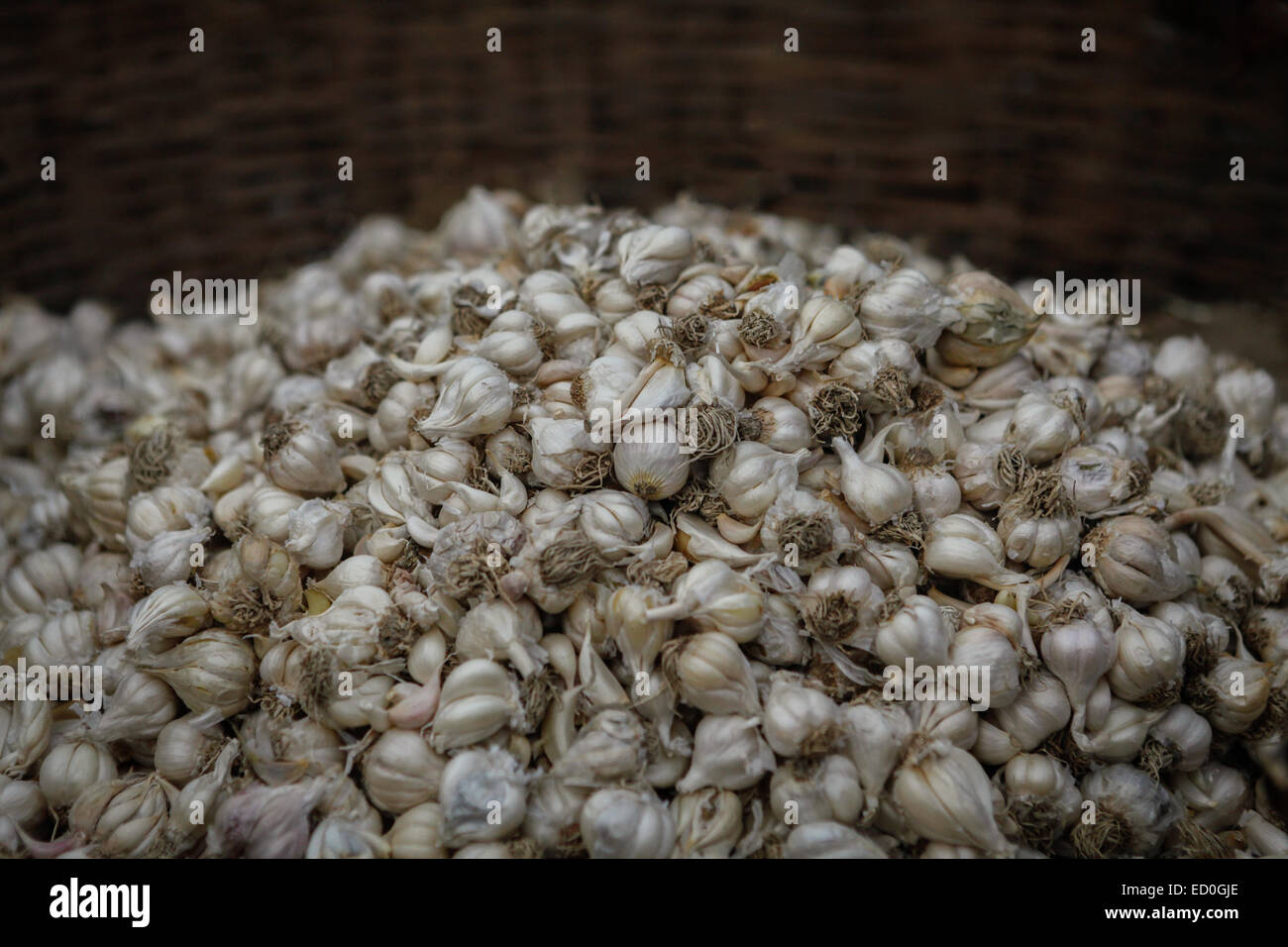 Indian white garlics being sold by an itinerant in West Bengal, India. Stock Photo