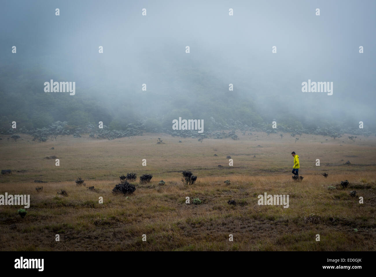 A young man passing through flower field of Suryakencana meadow, Gede Pangrango National Park, Indonesia. Stock Photo