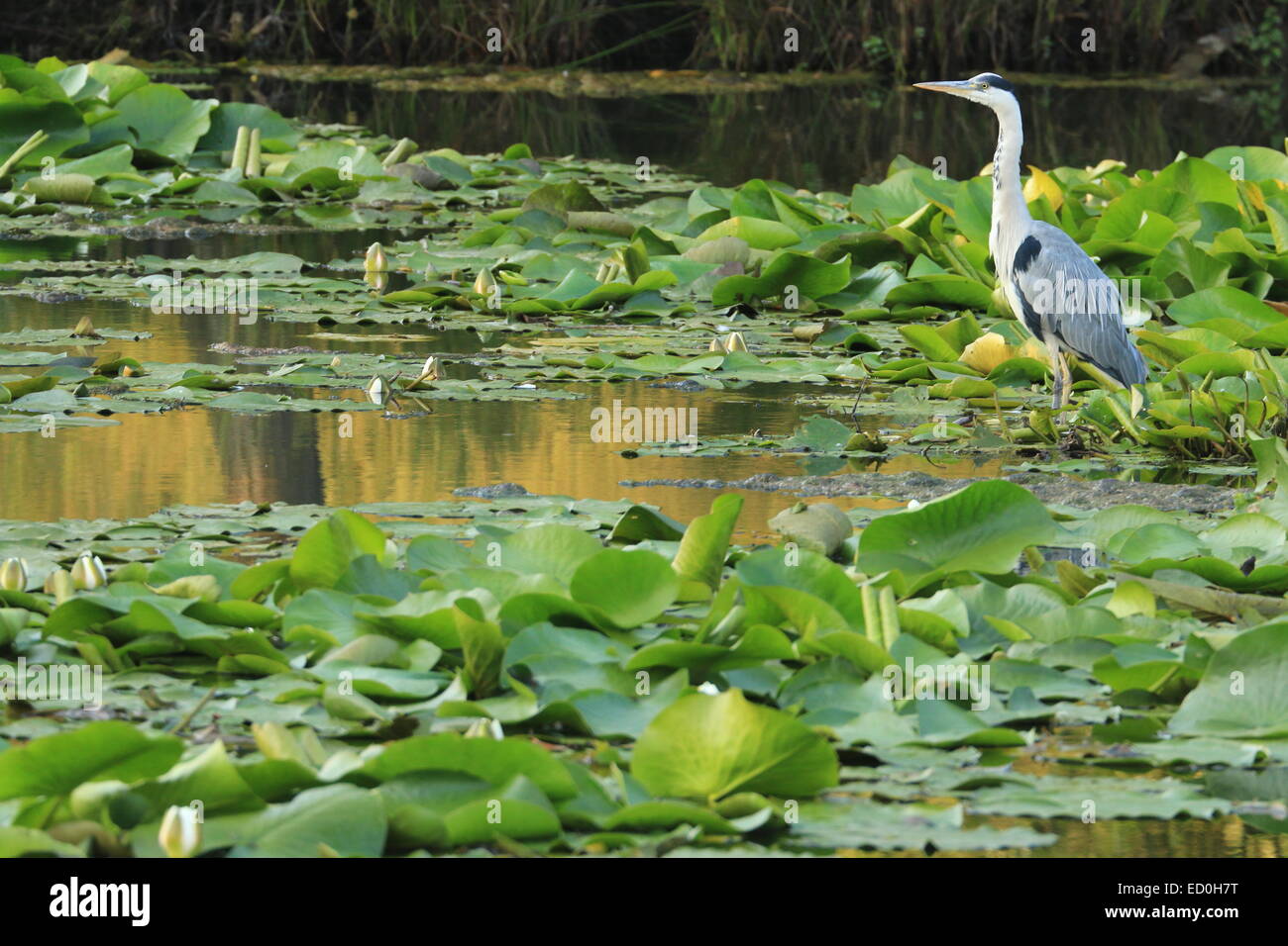 Heron on waterlilies Stock Photo Alamy