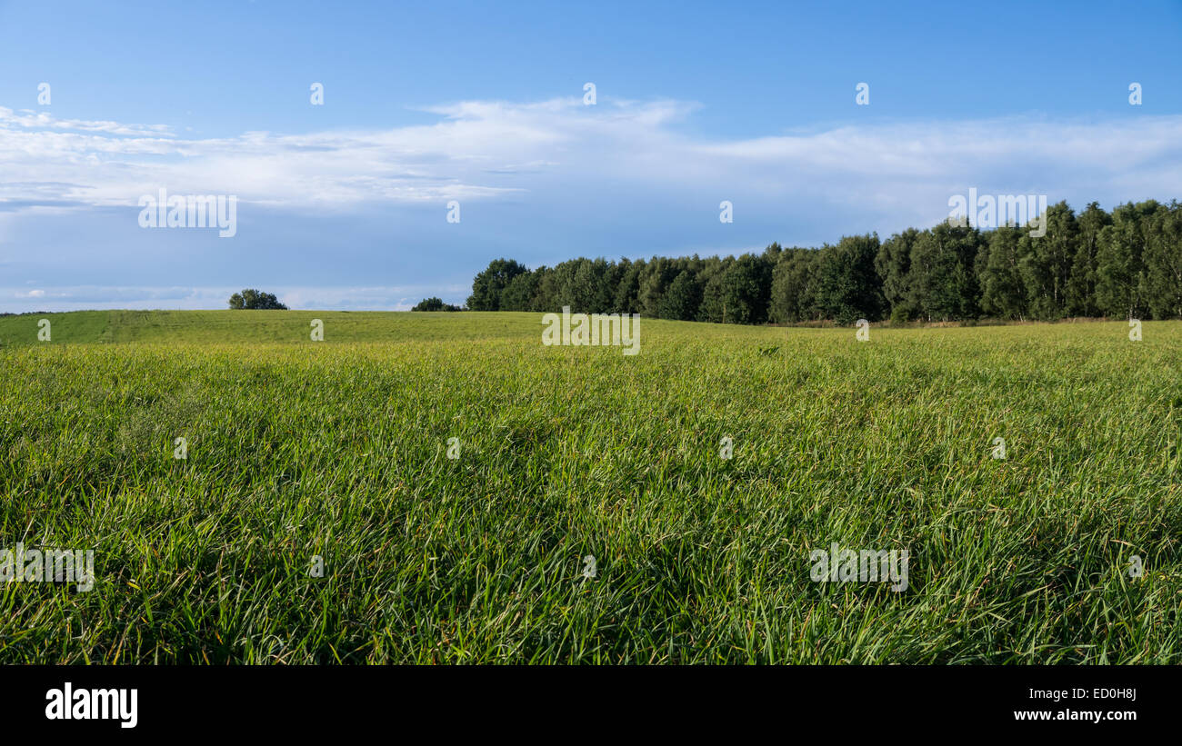 Field trees sky summer hi-res stock photography and images - Alamy
