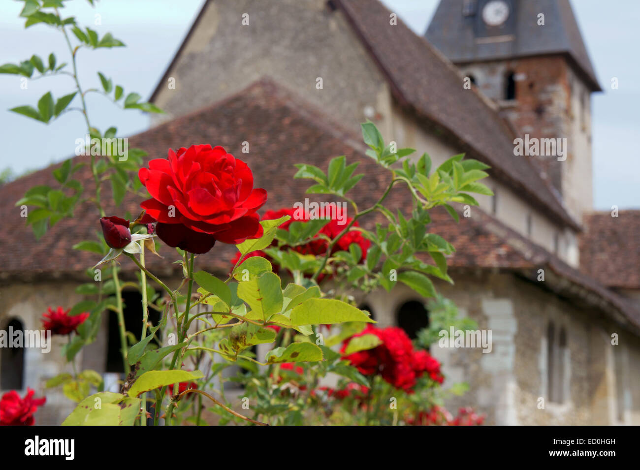 Medieval rose hi-res stock photography and images - Alamy