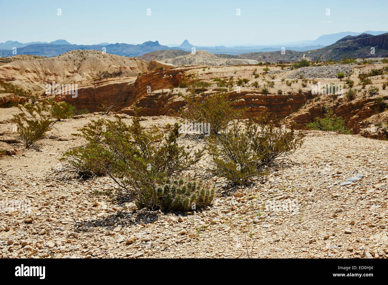 Desert landscape, Terlingua, Texas, USA Stock Photo