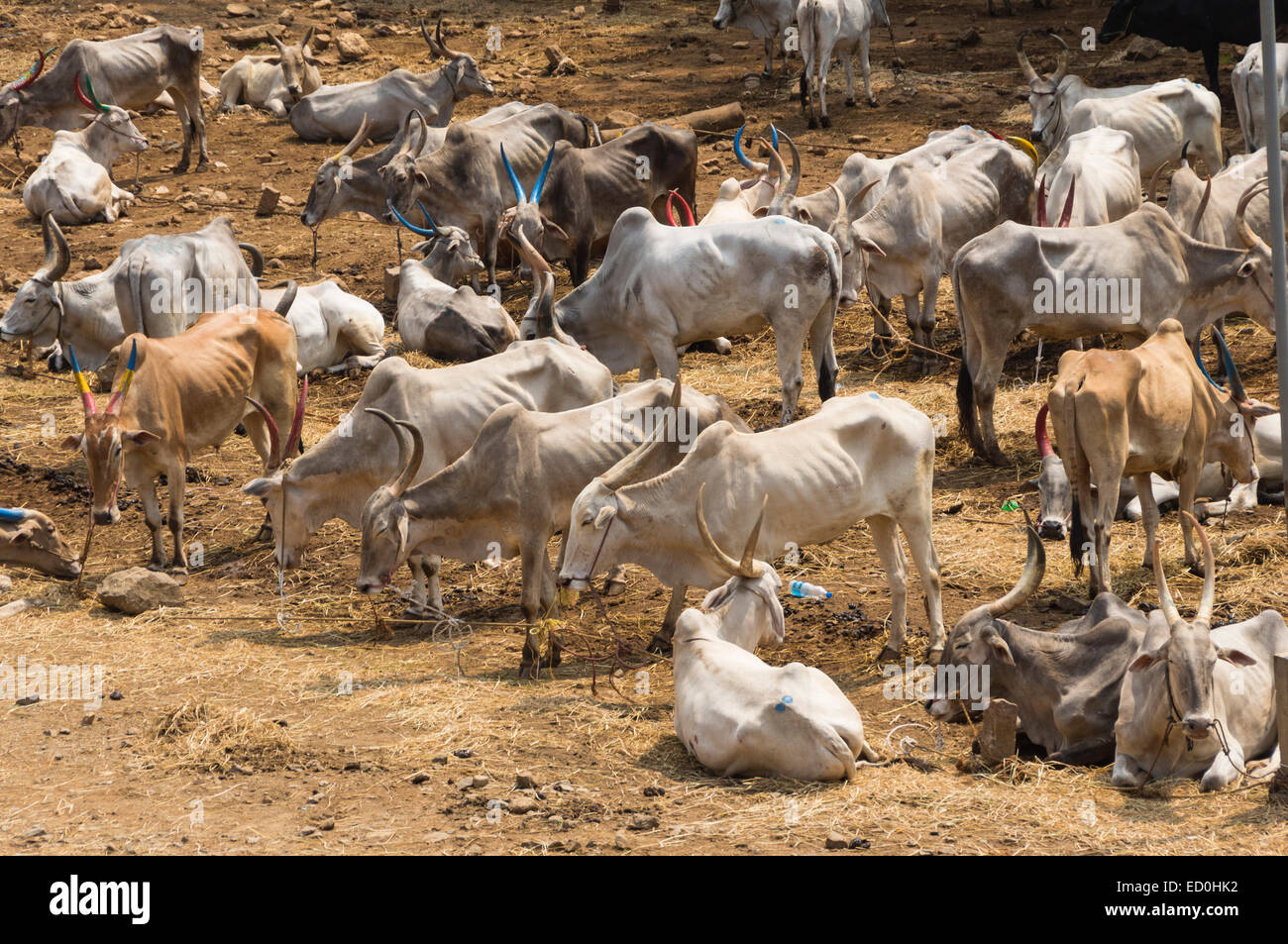 Kerala, India Peruvanthanam sacred cow cattle market Stock Photo Alamy