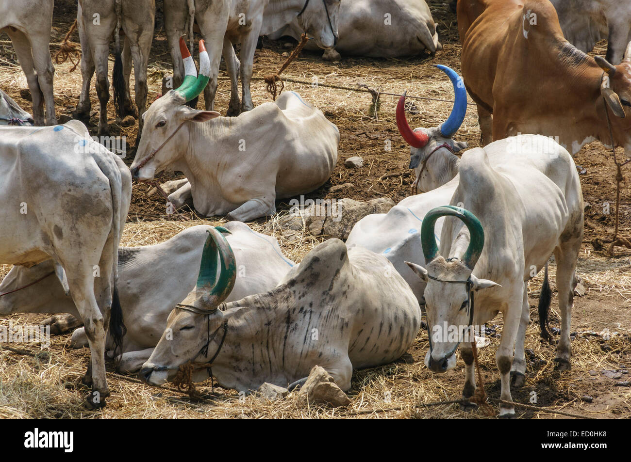 Kerala, India Peruvanthanam sacred cow cattle market Stock Photo Alamy