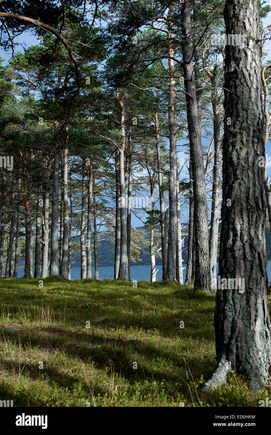 An upright image of a stand of pine trees on the shores of Loch Muick in the Cairngorms National Park near Glas allt Shiel Stock Photo