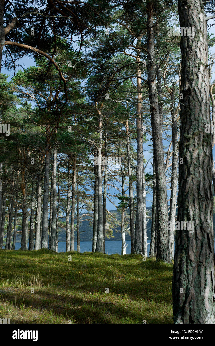 An upright image of a stand of pine trees on the shores of Loch Muick in the Cairngorms National Park near Glas allt Shiel Stock Photo