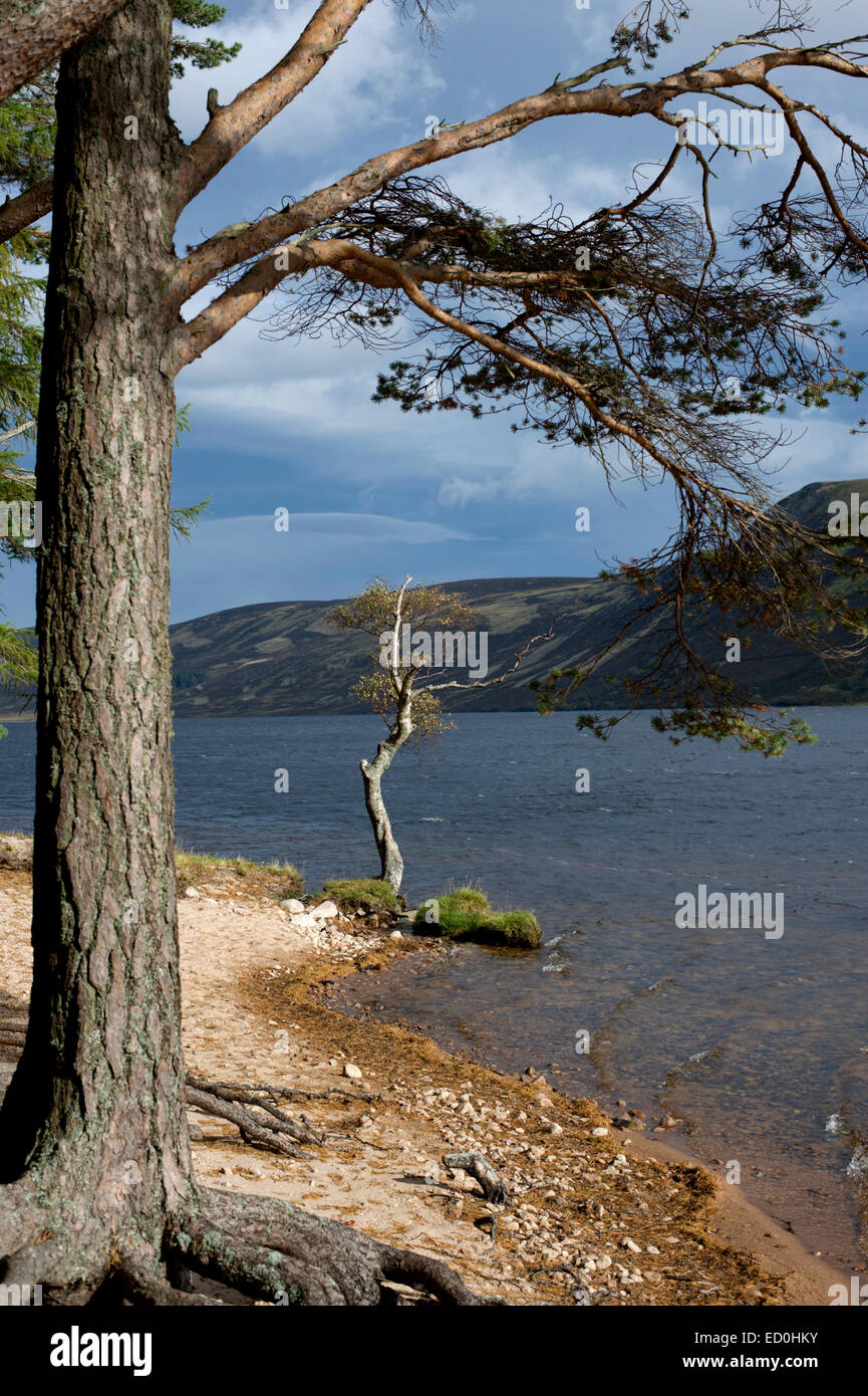 Pine trees on the shores of Lock Muich near Glas allt Shiel Stock Photo