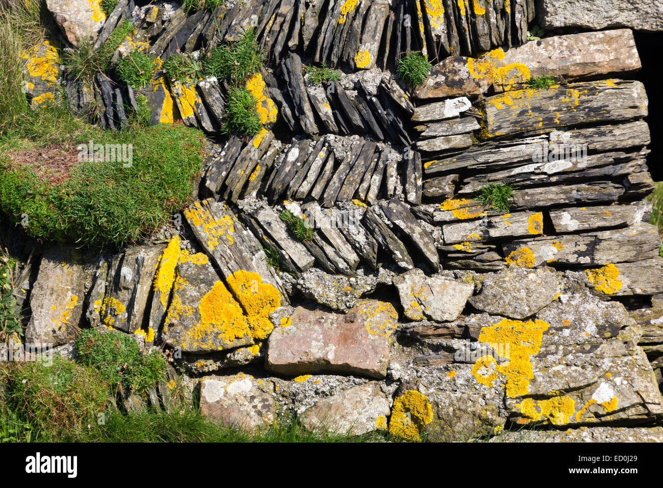 Close Up Detail of a Dry Stone Cornish Slate Wall with Lichens and Other Plants on a Cornish Coastal Footpath. Stock Photo