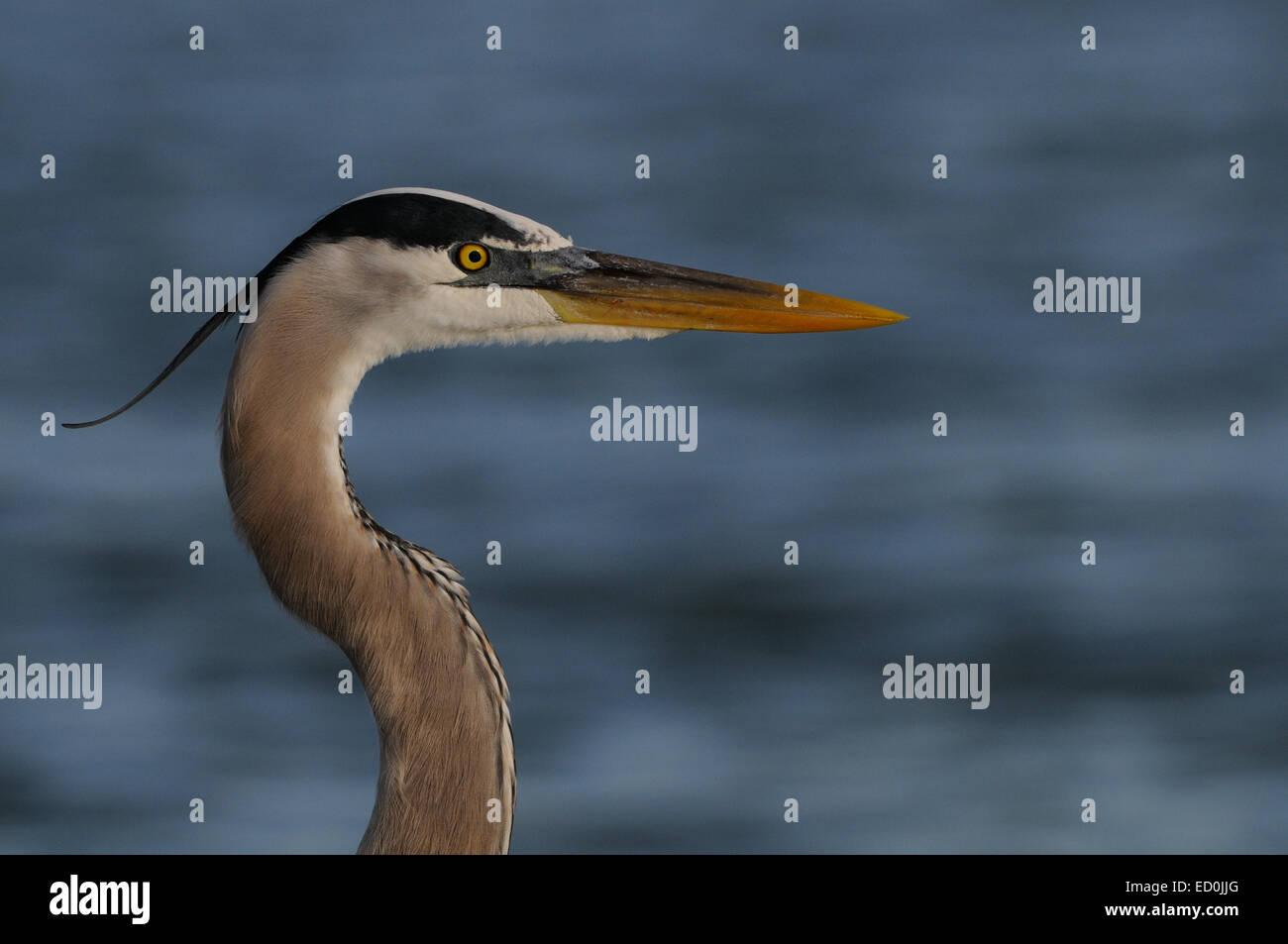 Great Blue Heron close-up at the beach of Fort de Soto. Florida East Coast. Gulf of Mexico. United States.of America Stock Photo