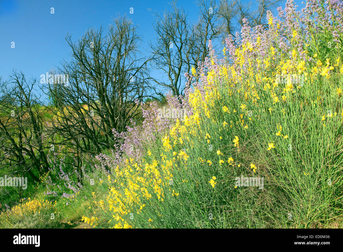 Spanish Broom (Spartium junceum) and Poodle-dog bush (Common turricula, Turricula parryi) wildflowers with a backdrop of burnt t Stock Photo
