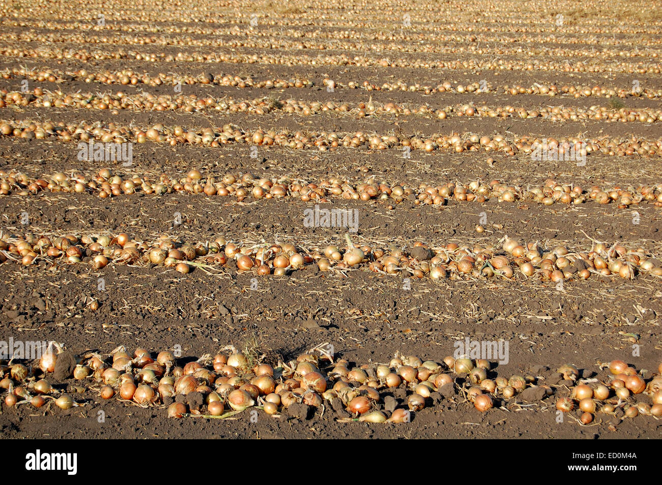Mature yellow onion field hi-res stock photography and images - Alamy