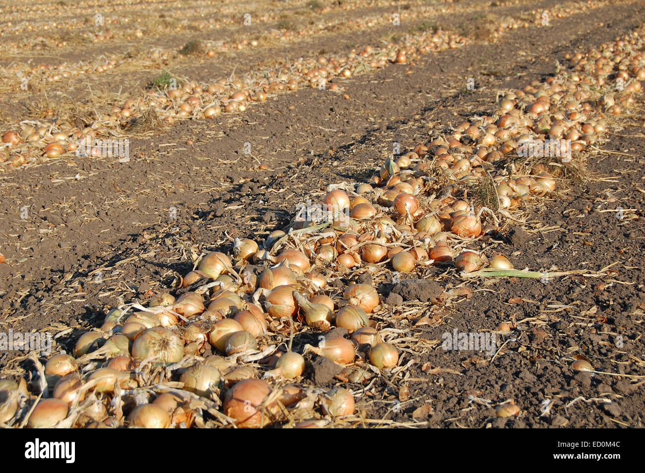 Mature Yellow Onion Field High Resolution Stock Photography and Images ...