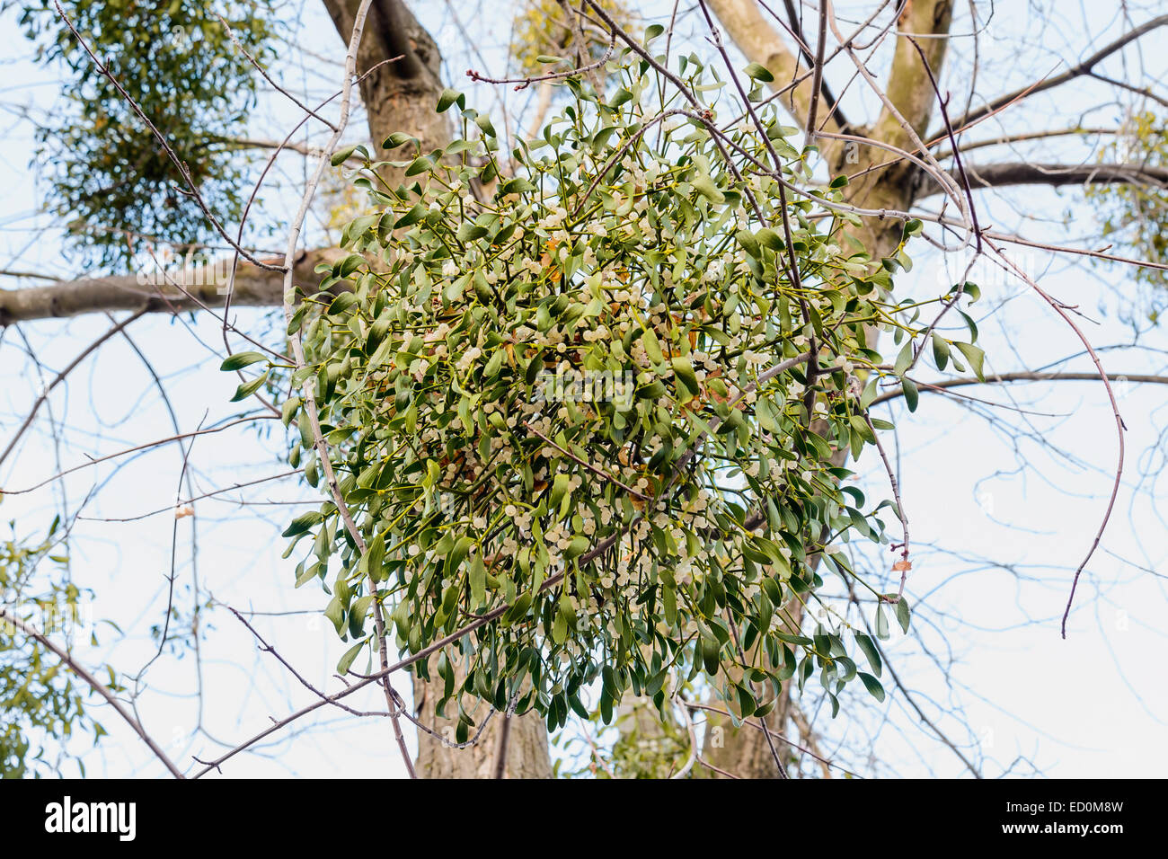 Viscum album or mistletoe is a hemiparasite on several species of trees, it has a significant role in European mythology, legend Stock Photo