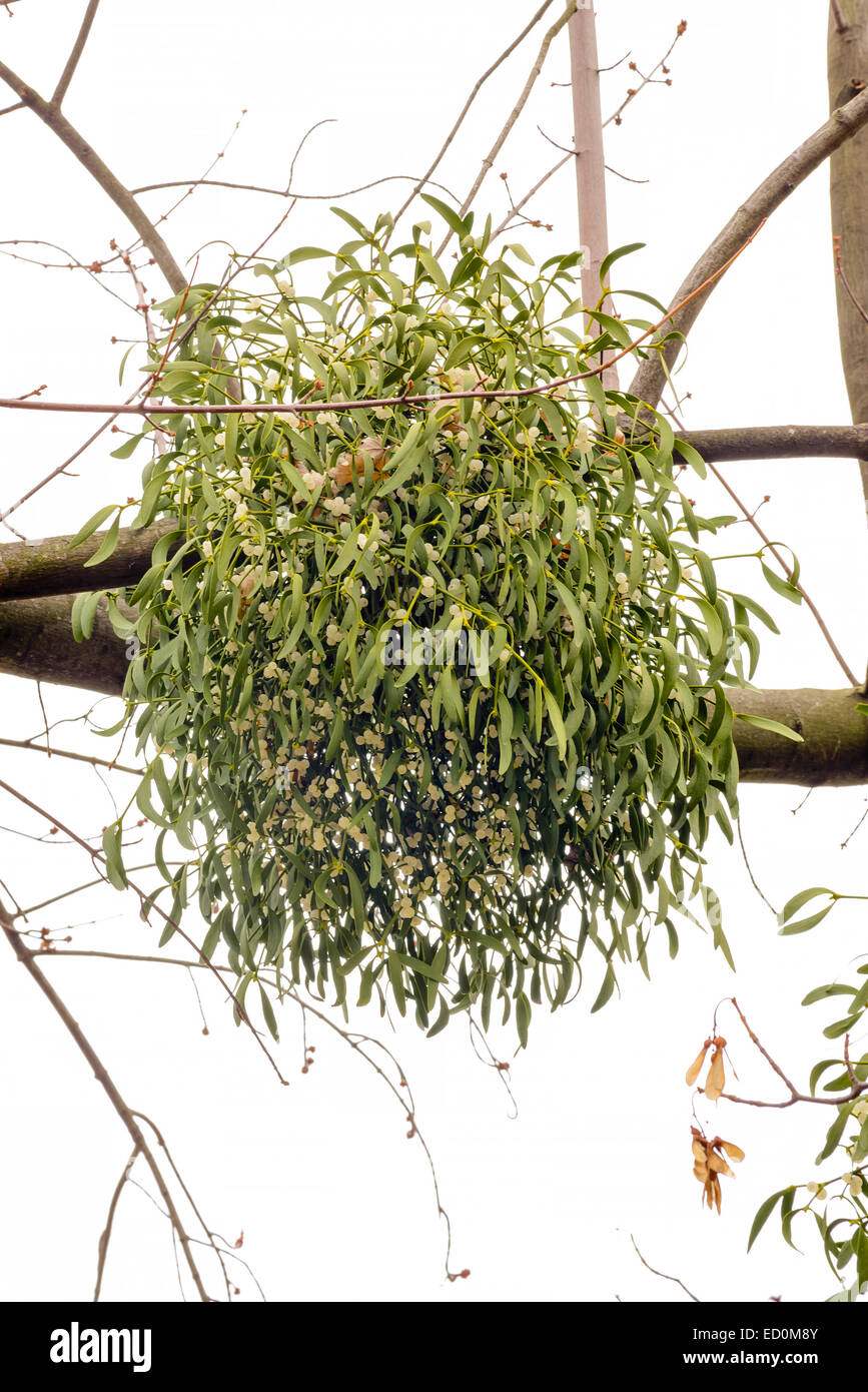 Viscum album or mistletoe is a hemiparasite on several species of trees, it has a significant role in European mythology, legend Stock Photo