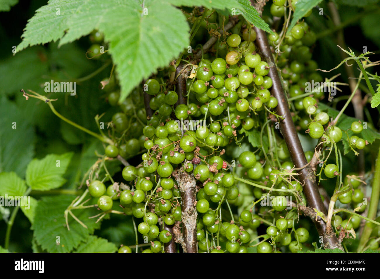 Fruit beginging to grow on a blackcurrant, Ribes nigrum, Ben Connan in a garden in Scotland. Stock Photo