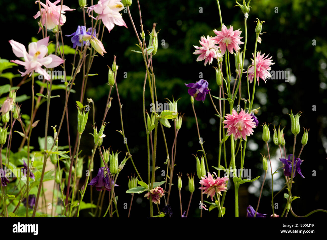 Aquilegia vulgaris, Columbine, Granny’s Bonnet growing in a Scottish garden within the Cairngorms National Park Stock Photo