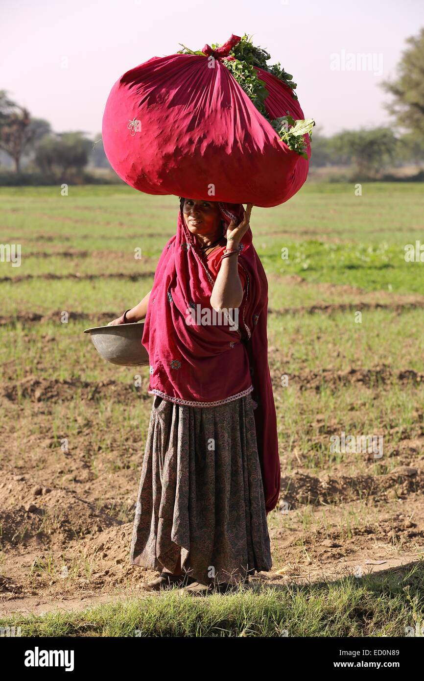 Indian woman carrying freshly cut grass for the cattle India Stock Photo