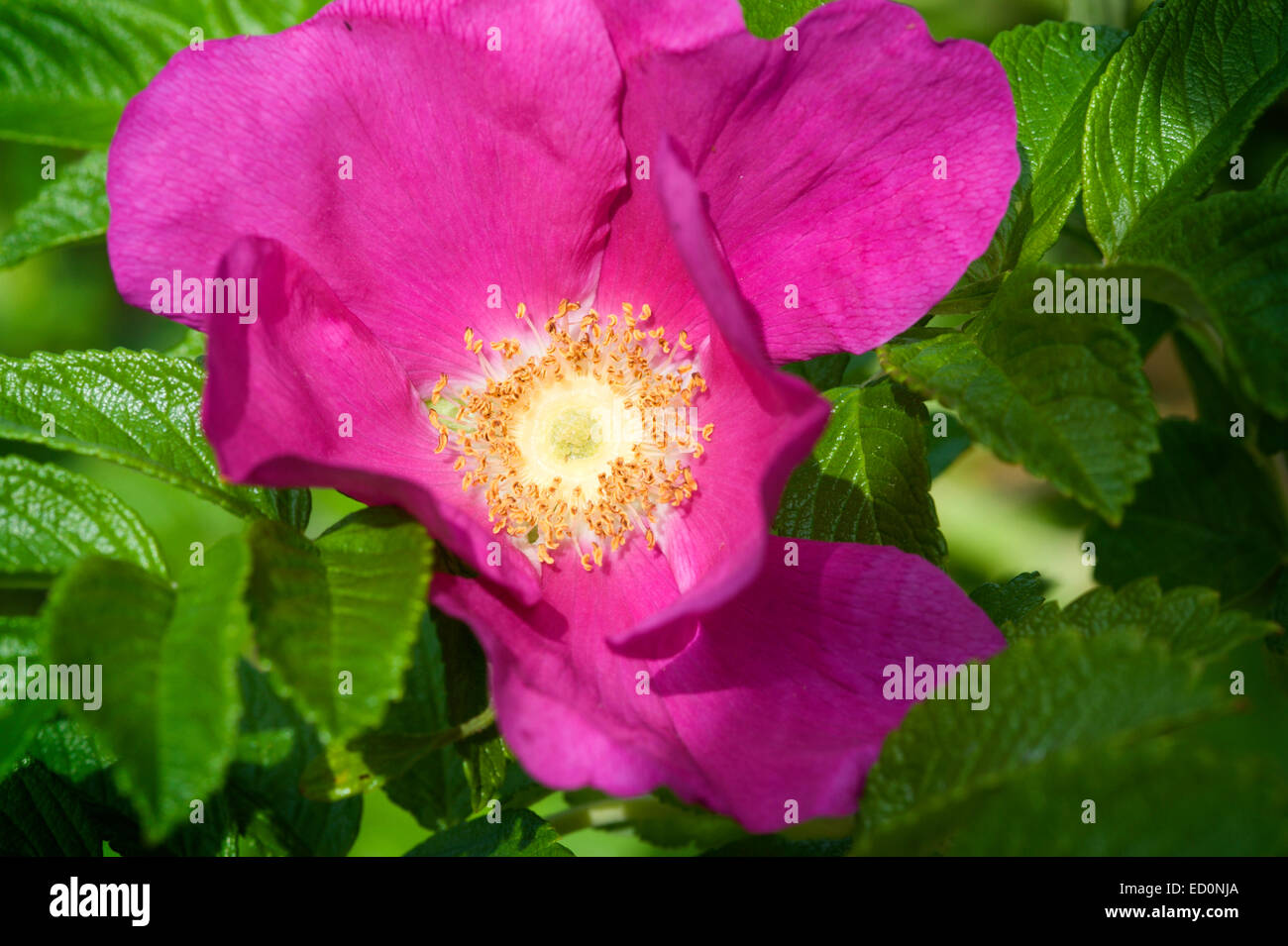 Close up of a single bloom from a hedge rose Rosa rugosa Ramanas Rose in a garden in Scotland within the Cairngorms National Pk Stock Photo