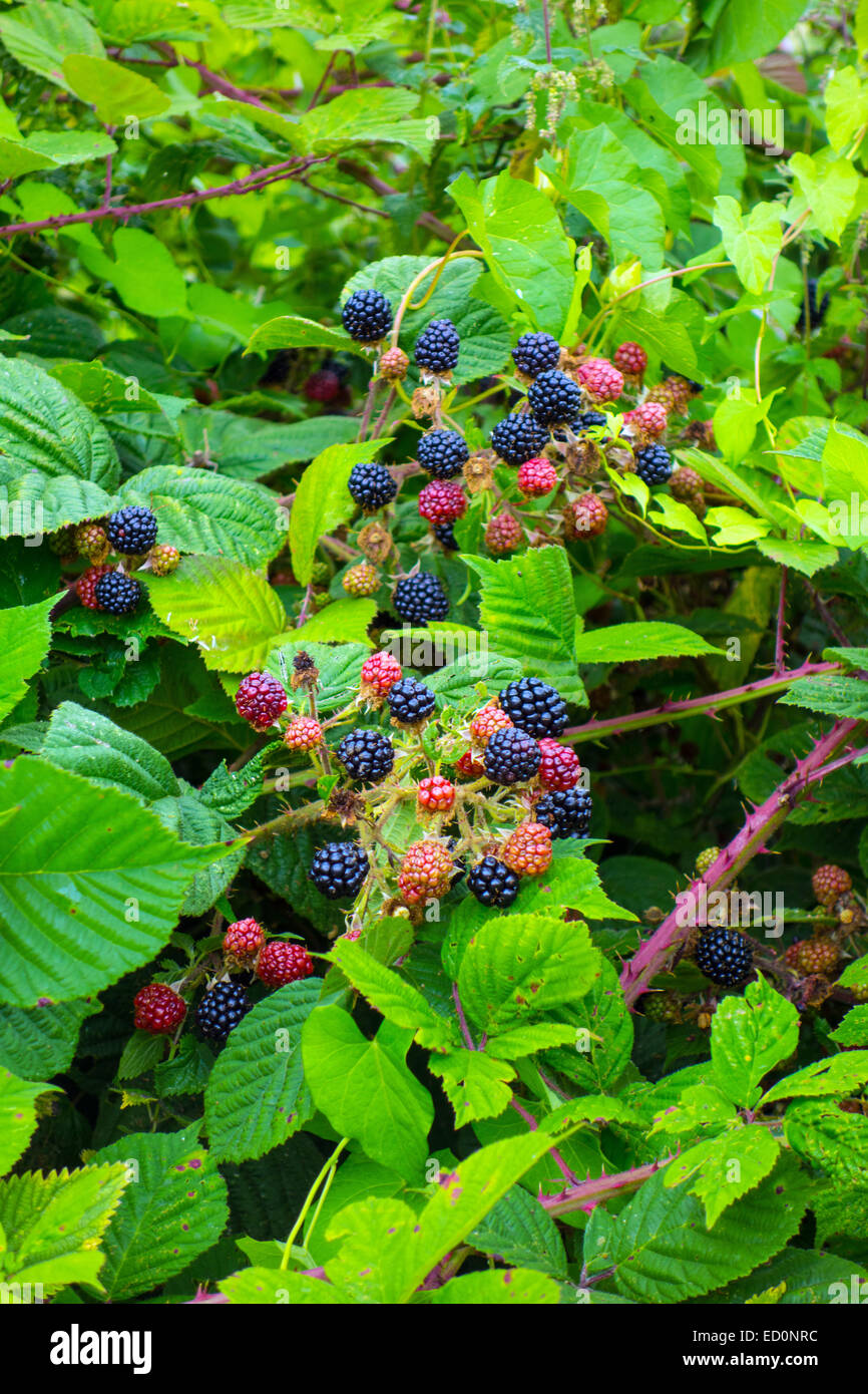 Brambles, black and red blackberries ripening with green leaves and