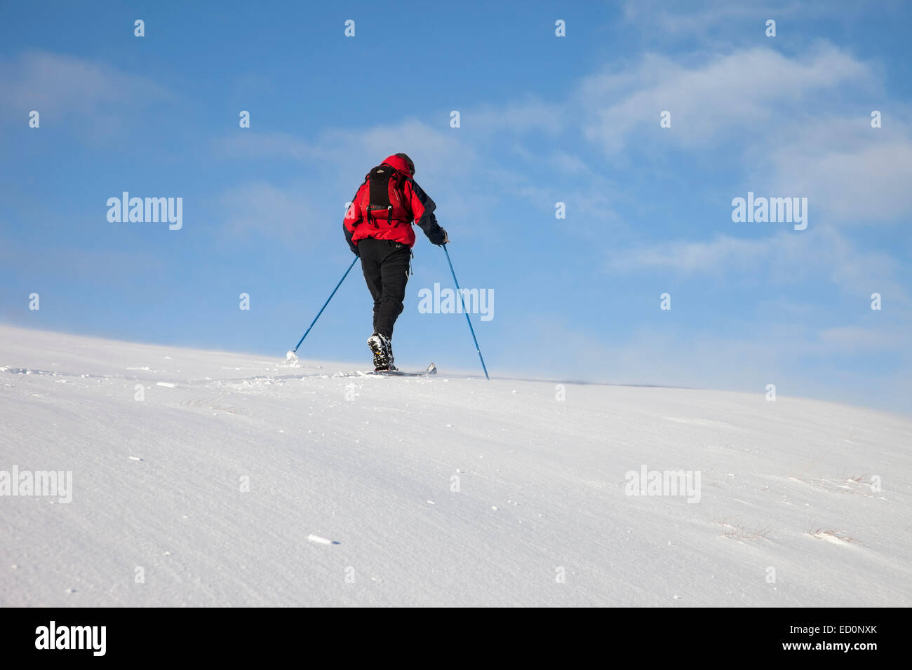 Cross Country Skier in the North Pennines Teesdale County Durham UK Stock Photo