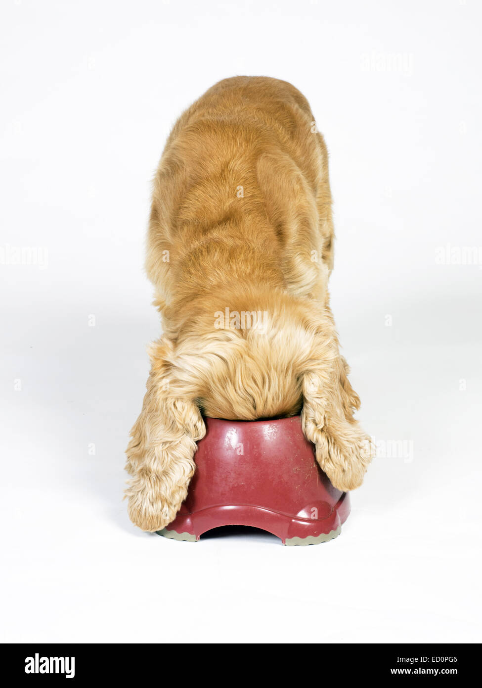 Honey coloured cocker spaniel feeding from deep red dog bowl Stock Photo -  Alamy