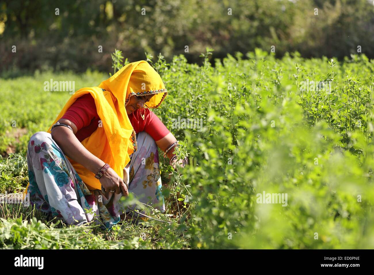 Indian woman working on her land India Stock Photo