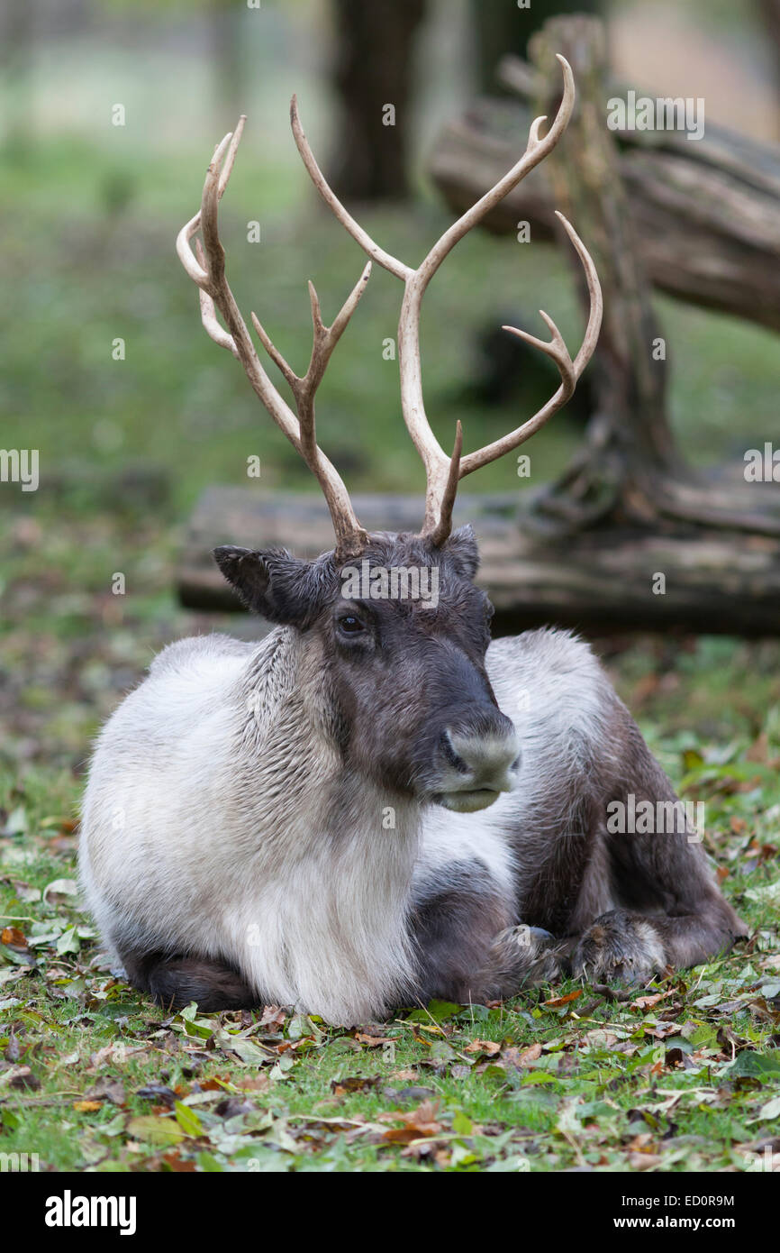 Whipsnade Zoo : Reindeer (Rangifer tarandus). Stock Photo
