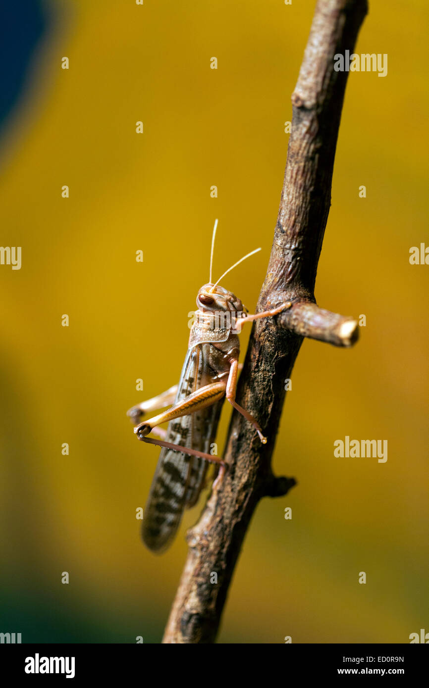 Whipsnade Zoo : Desert locust (Schistocerca gregaria). Stock Photo